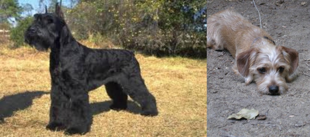 Schweenie vs Giant Schnauzer - Breed Comparison