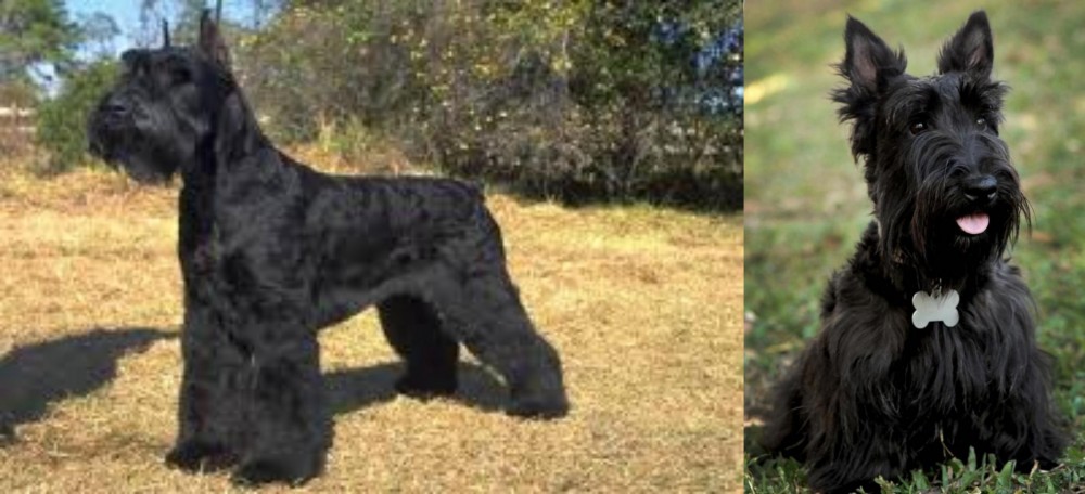 Scoland Terrier vs Giant Schnauzer - Breed Comparison