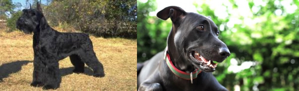Shepard Labrador vs Giant Schnauzer - Breed Comparison