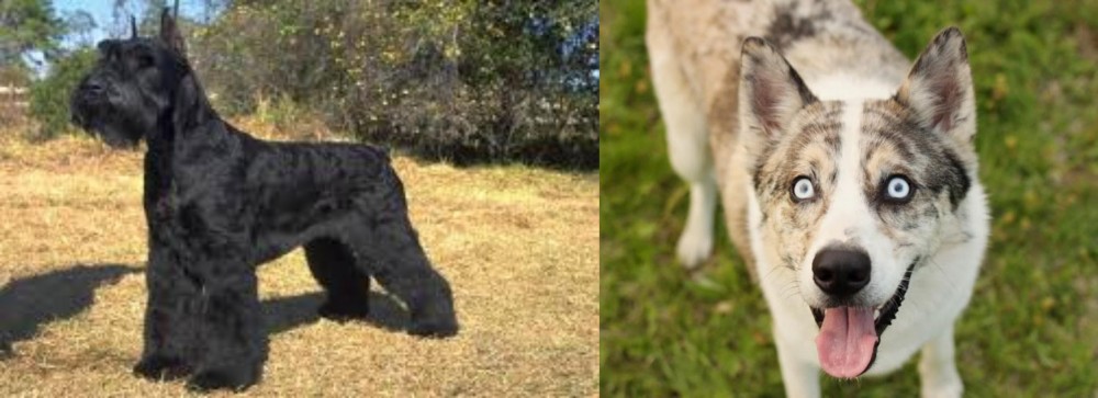 Shepherd Husky vs Giant Schnauzer - Breed Comparison