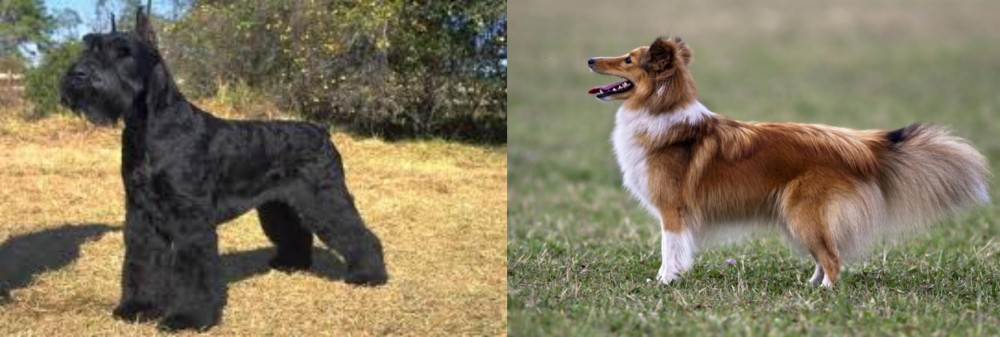 Shetland Sheepdog vs Giant Schnauzer - Breed Comparison