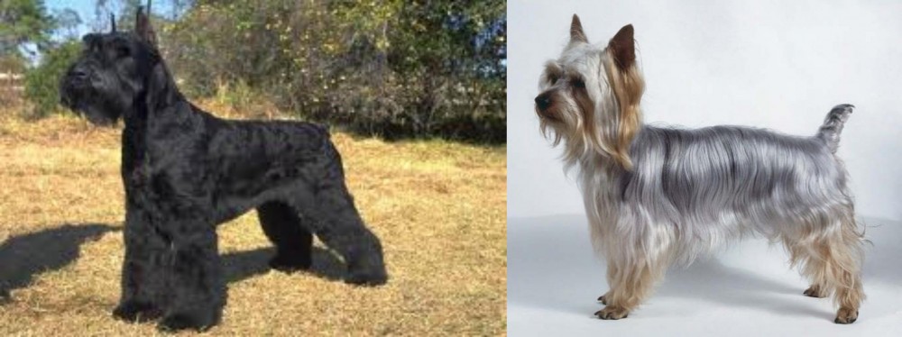 Silky Terrier vs Giant Schnauzer - Breed Comparison