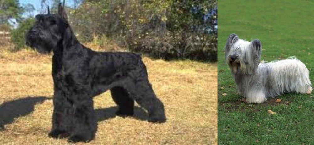 Skye Terrier vs Giant Schnauzer - Breed Comparison