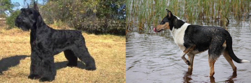 Smooth Collie vs Giant Schnauzer - Breed Comparison