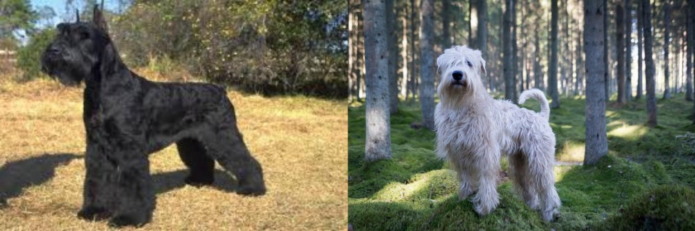 Soft-Coated Wheaten Terrier vs Giant Schnauzer - Breed Comparison
