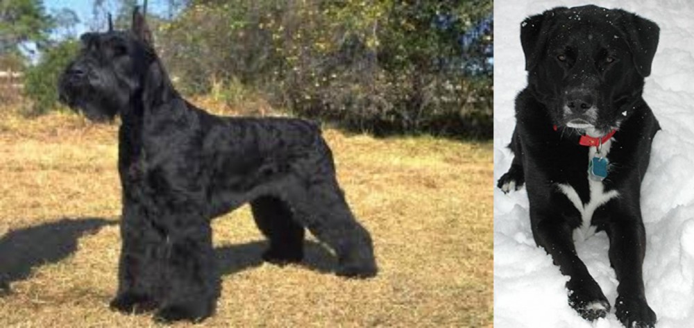 St. John's Water Dog vs Giant Schnauzer - Breed Comparison