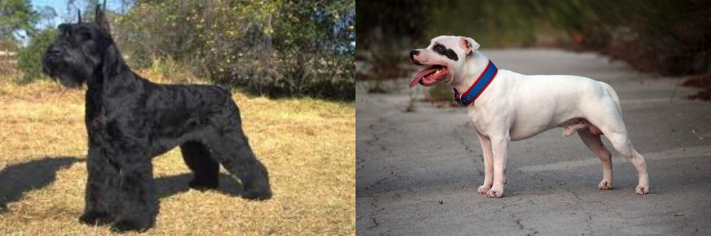 Staffordshire Bull Terrier vs Giant Schnauzer - Breed Comparison