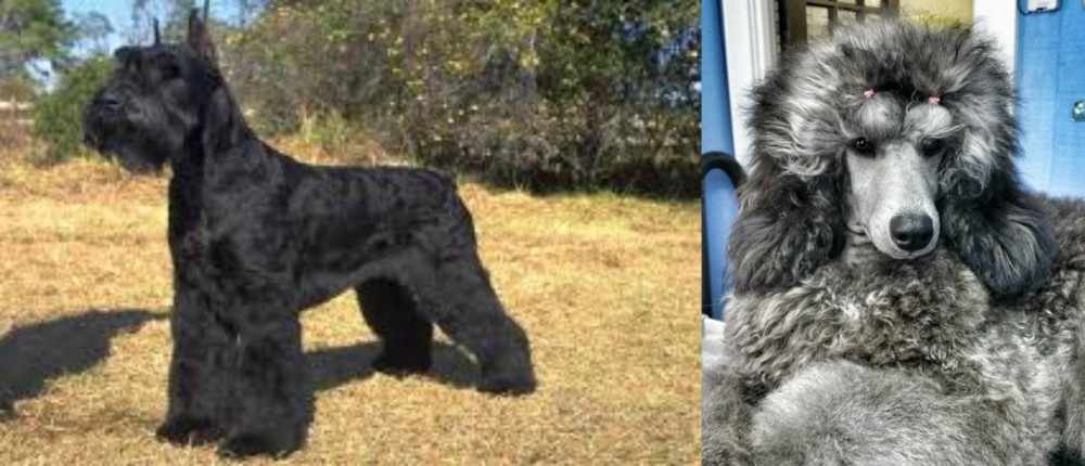 Standard Poodle vs Giant Schnauzer - Breed Comparison