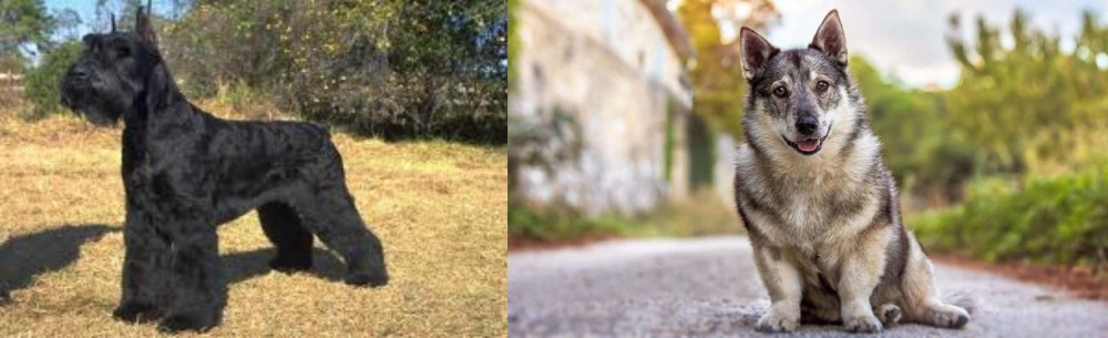Swedish Vallhund vs Giant Schnauzer - Breed Comparison