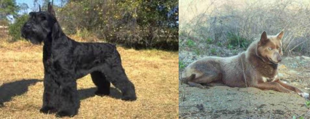 Tahltan Bear Dog vs Giant Schnauzer - Breed Comparison