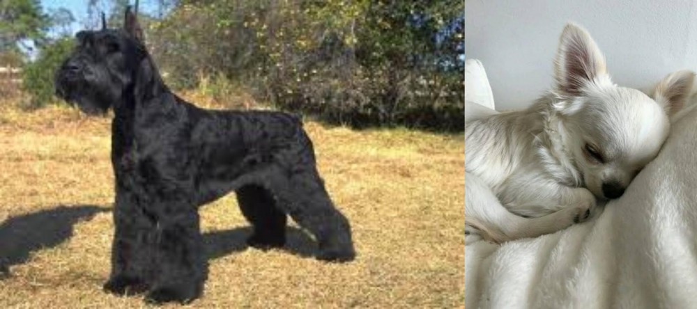 Tea Cup Chihuahua vs Giant Schnauzer - Breed Comparison