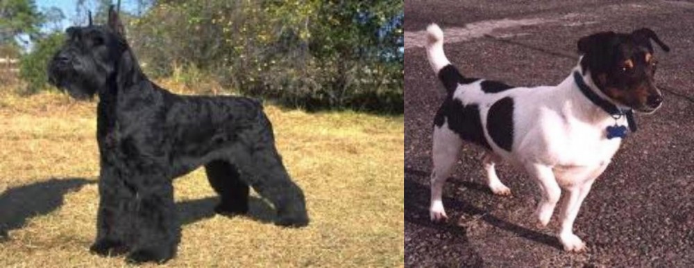 Teddy Roosevelt Terrier vs Giant Schnauzer - Breed Comparison