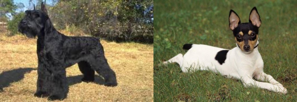 Toy Fox Terrier vs Giant Schnauzer - Breed Comparison
