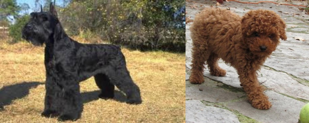 Toy Poodle vs Giant Schnauzer - Breed Comparison