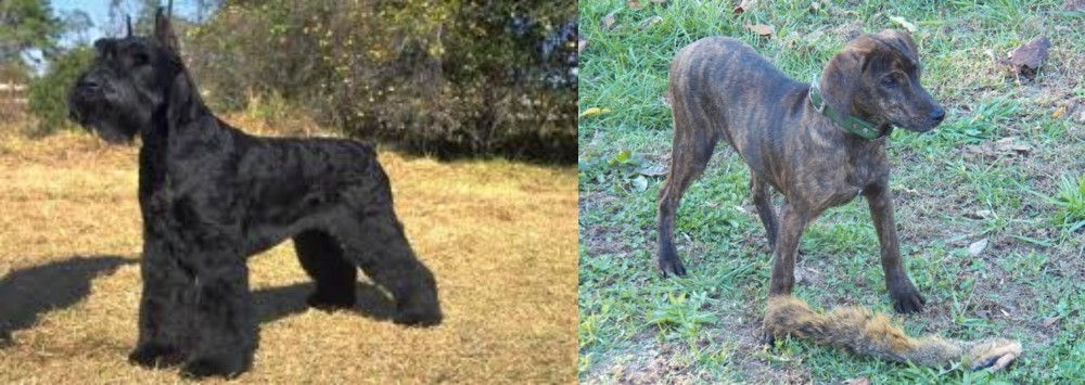 Treeing Cur vs Giant Schnauzer - Breed Comparison