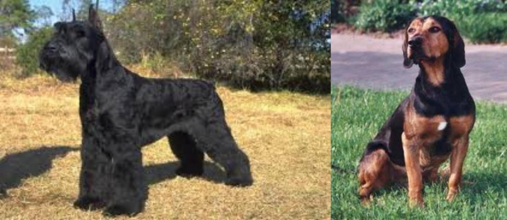 Tyrolean Hound vs Giant Schnauzer - Breed Comparison