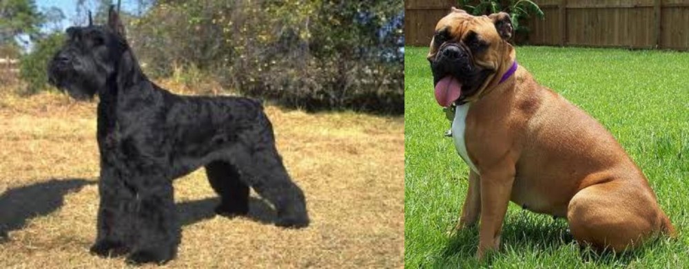 Valley Bulldog vs Giant Schnauzer - Breed Comparison