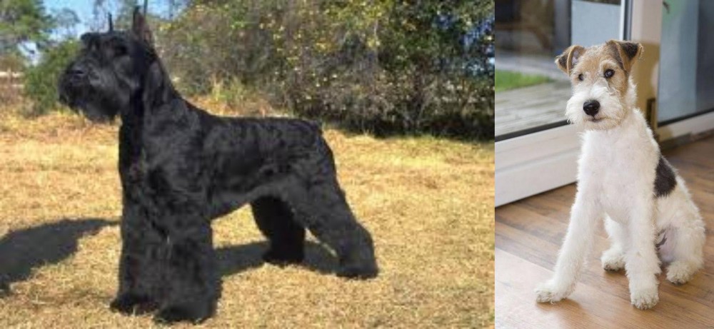 Wire Fox Terrier vs Giant Schnauzer - Breed Comparison