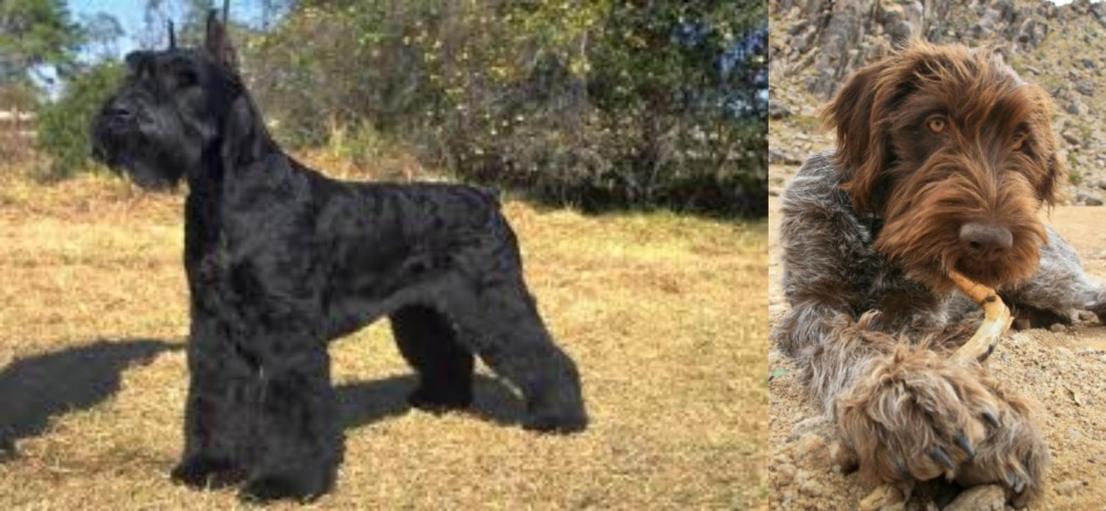 Wirehaired Pointing Griffon vs Giant Schnauzer - Breed Comparison