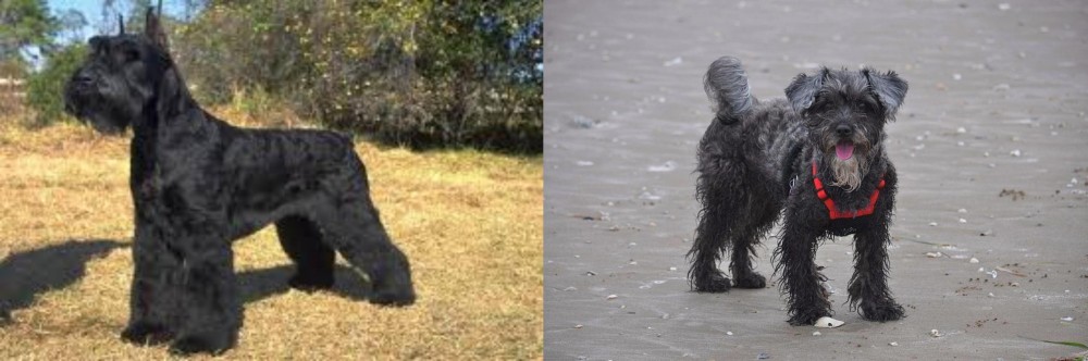 YorkiePoo vs Giant Schnauzer - Breed Comparison