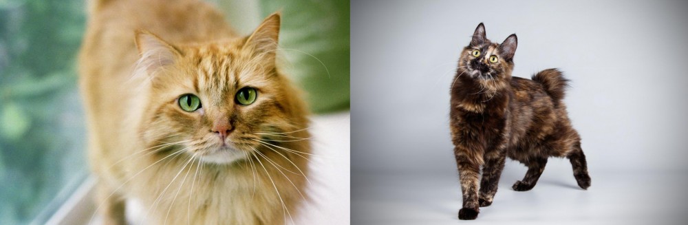 Japanese Bobtail vs Ginger Tabby - Breed Comparison