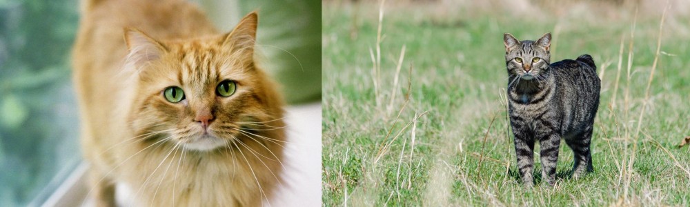Manx vs Ginger Tabby - Breed Comparison