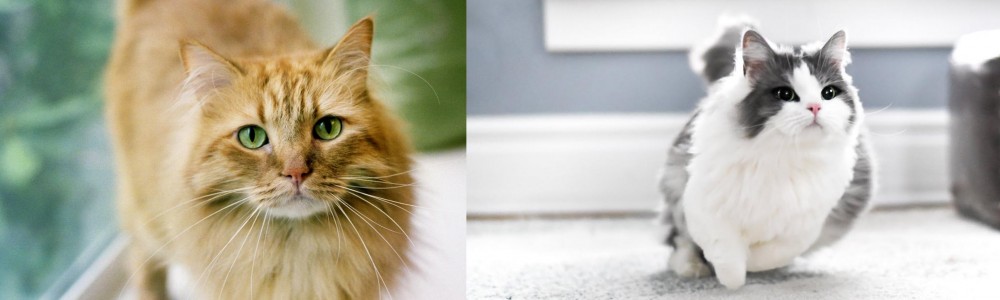 Munchkin vs Ginger Tabby - Breed Comparison