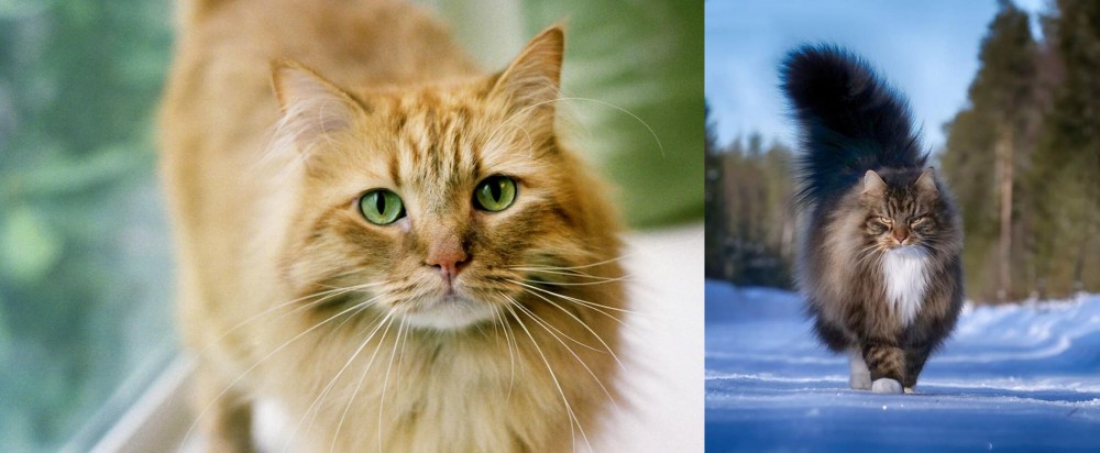 Norwegian Forest Cat vs Ginger Tabby - Breed Comparison