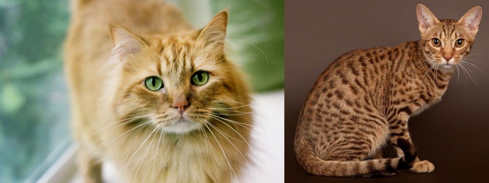 Ocicat vs Ginger Tabby - Breed Comparison
