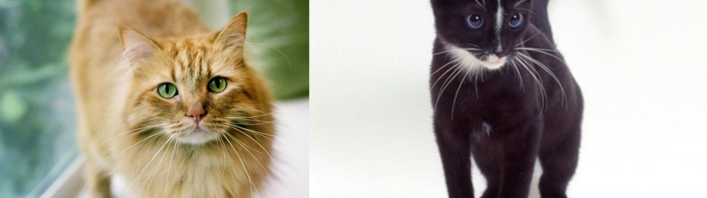Ojos Azules vs Ginger Tabby - Breed Comparison