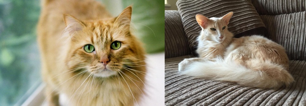 Oriental Longhair vs Ginger Tabby - Breed Comparison