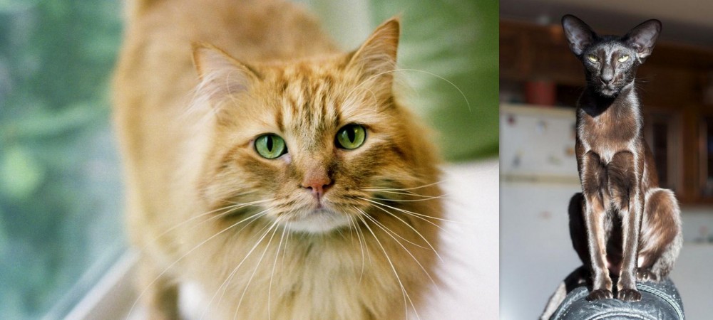 Oriental Shorthair vs Ginger Tabby - Breed Comparison