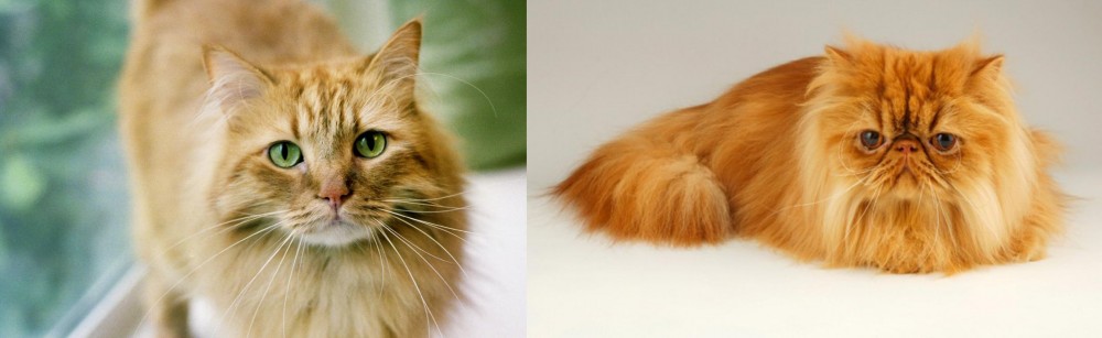 Persian vs Ginger Tabby - Breed Comparison