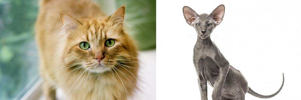 Peterbald vs Ginger Tabby - Breed Comparison