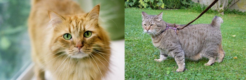 Pixie-bob vs Ginger Tabby - Breed Comparison