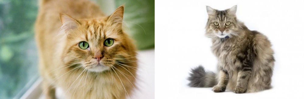Ragamuffin vs Ginger Tabby - Breed Comparison