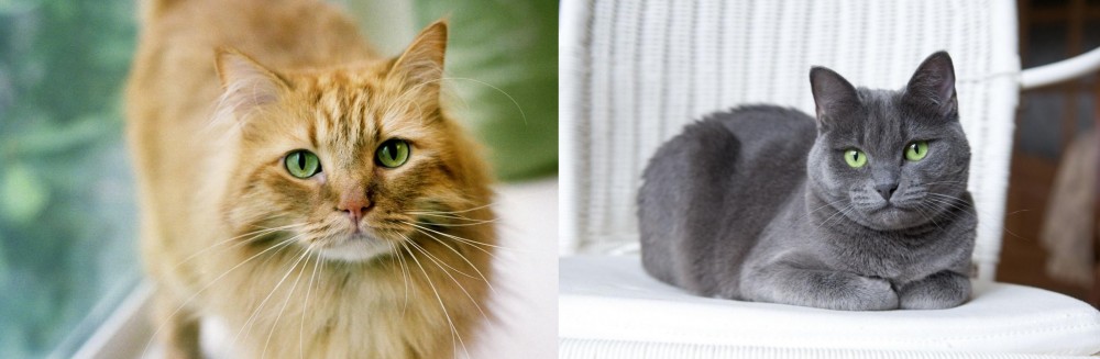 Russian Blue vs Ginger Tabby - Breed Comparison