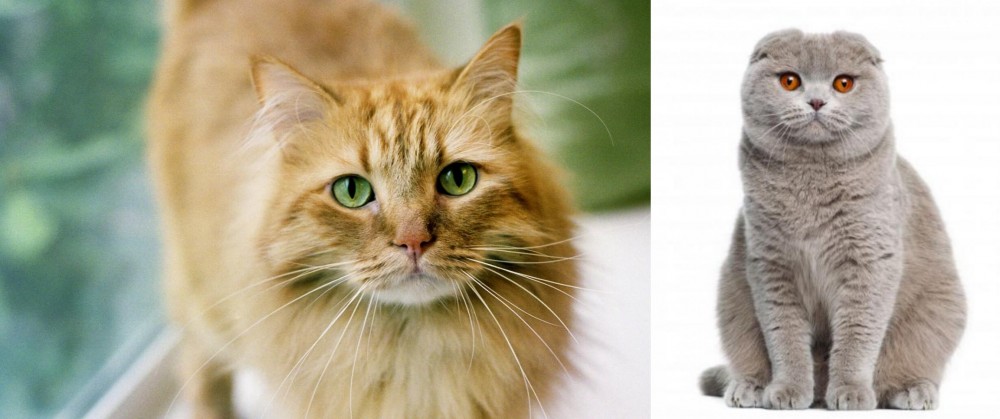 Scottish Fold vs Ginger Tabby - Breed Comparison