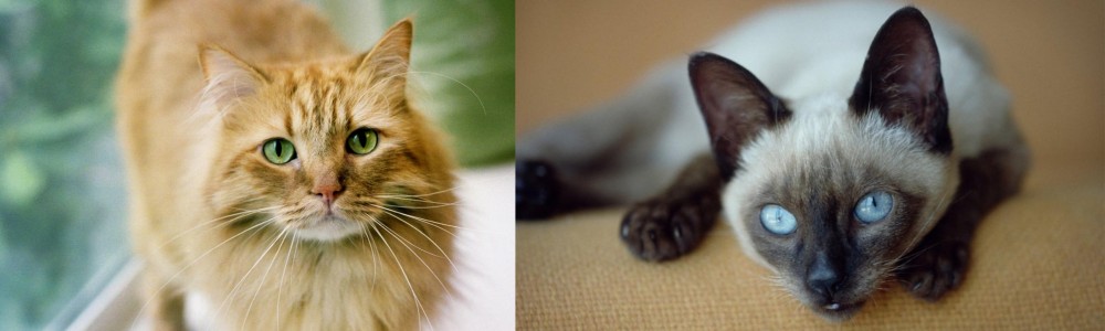 Siamese vs Ginger Tabby - Breed Comparison