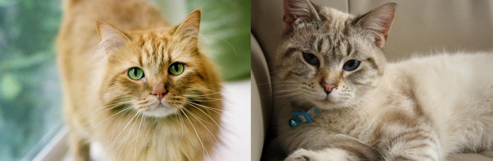 Siamese/Tabby vs Ginger Tabby - Breed Comparison