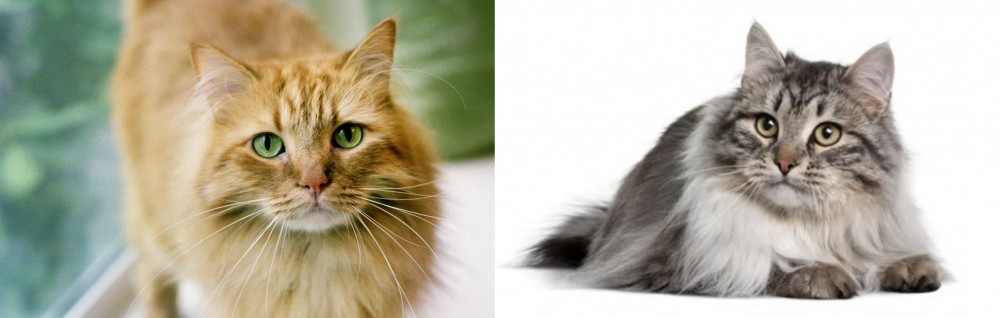 Siberian vs Ginger Tabby - Breed Comparison
