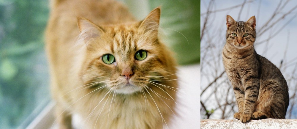 Tabby vs Ginger Tabby - Breed Comparison