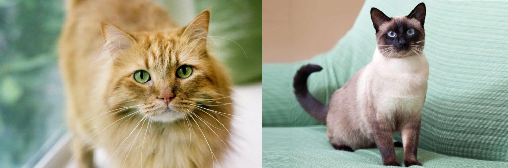 Traditional Siamese vs Ginger Tabby - Breed Comparison