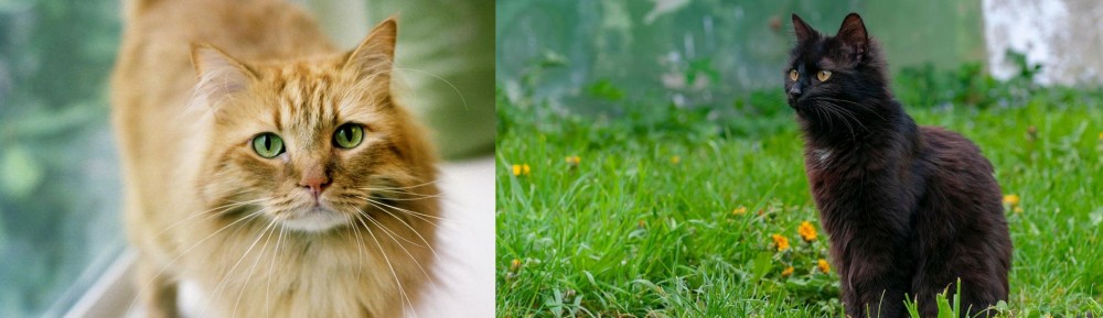 York Chocolate Cat vs Ginger Tabby - Breed Comparison