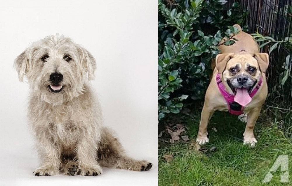 Beabull vs Glen of Imaal Terrier - Breed Comparison