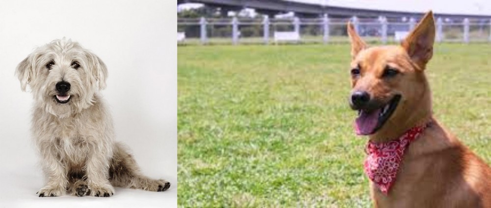 Formosan Mountain Dog vs Glen of Imaal Terrier - Breed Comparison