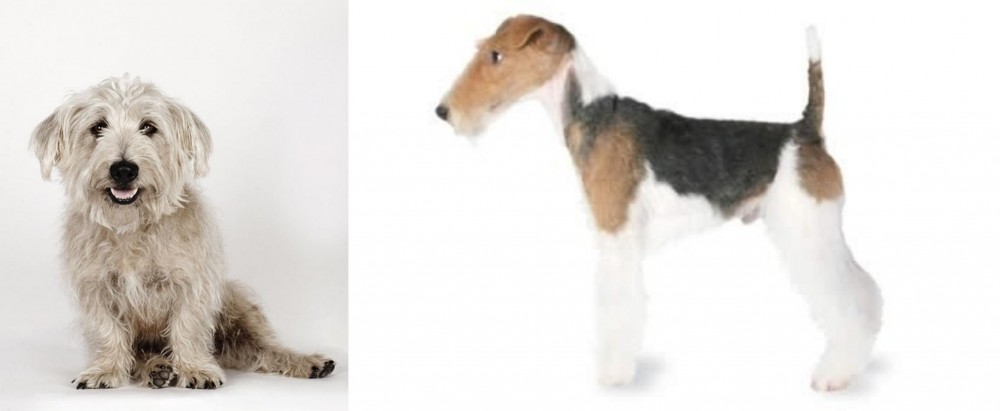 Fox Terrier vs Glen of Imaal Terrier - Breed Comparison