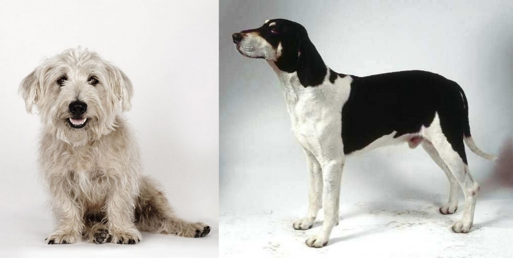 Francais Blanc et Noir vs Glen of Imaal Terrier - Breed Comparison