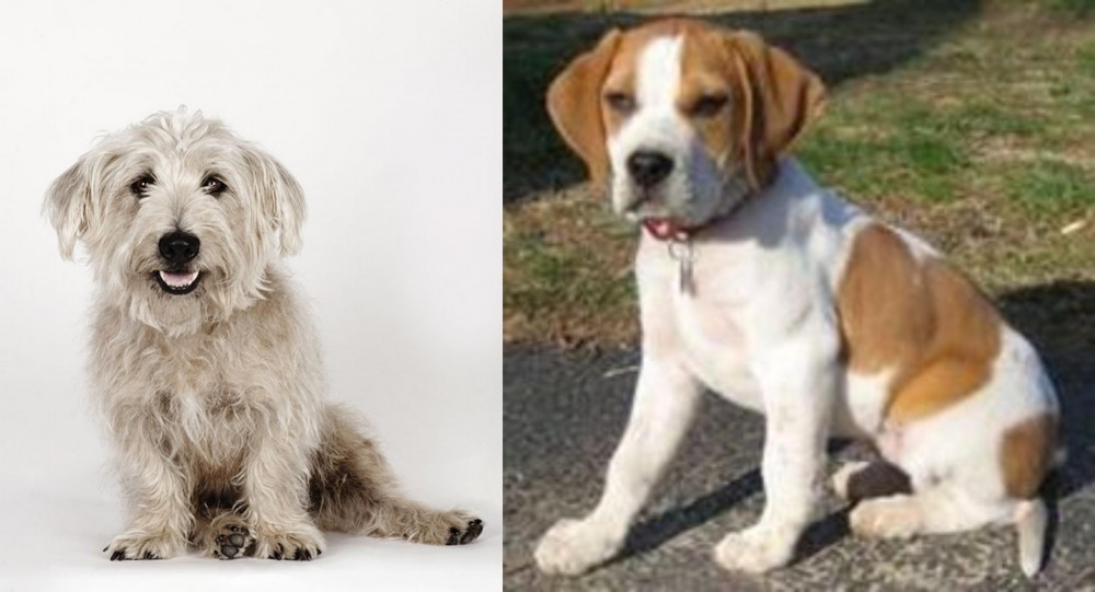 Francais Blanc et Orange vs Glen of Imaal Terrier - Breed Comparison
