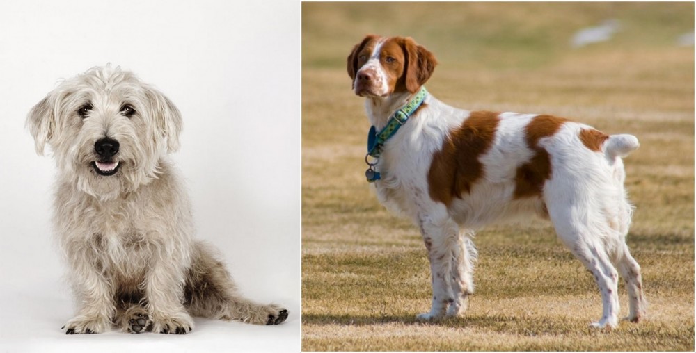 French Brittany vs Glen of Imaal Terrier - Breed Comparison